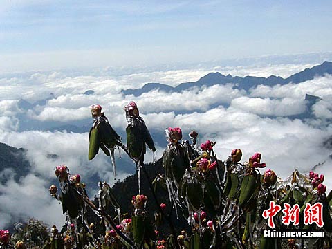 神农架冰雪杜鹃