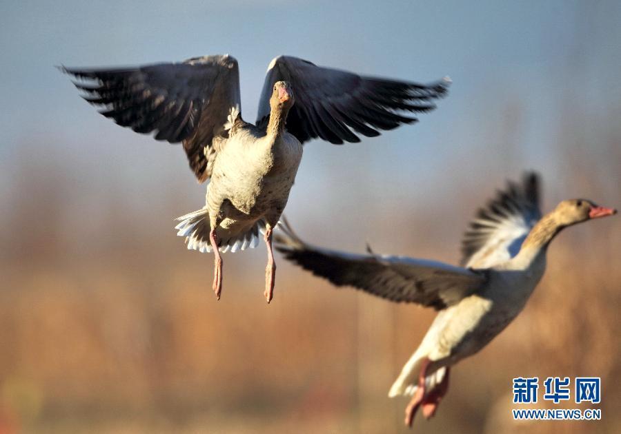 雁南飞 这是两只灰雁在秦皇岛市新开河上空飞舞（11月1日摄）