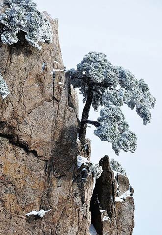 黄山雪淞