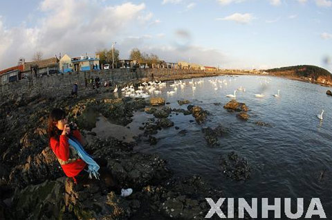 11月20日傍晚，一名游客在山东荣成大天鹅自然保护区烟墩角港湾拍摄天鹅。