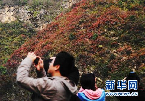 11月27日，游客在巫山小三峡观赏拍摄红叶