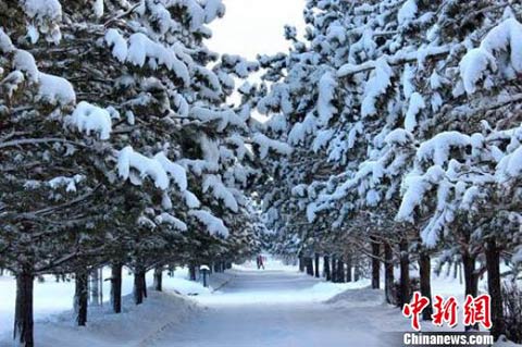 雪后初晴的西北边城哈巴河俨然进入一个银白色的童话世界。王宏山 摄