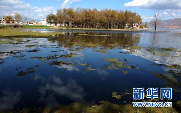 这是碧水蓝天映衬下的洱海湿地风光（12月14日摄）